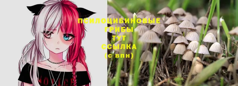 Галлюциногенные грибы Magic Shrooms  Трубчевск 